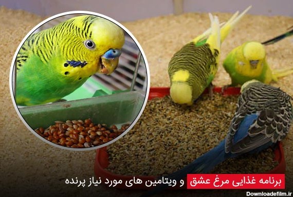 برنامه غذایی مرغ عشق و ویتامین های مورد نیاز پرنده - چیکن دیوایس