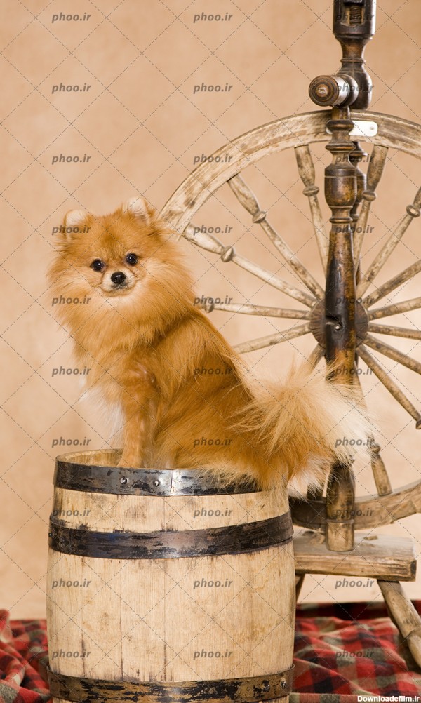 عکس یک سگ پشمالو روی یک بشکه چوبی در کنار چرخ نخ ریسی دستی – عکس ...