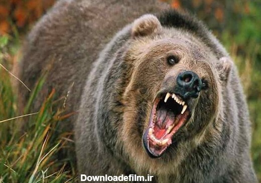 حمله خرس در ارتفاعات کبیرکوه ایلام یک مصدوم برجای گذاشت - خبرگزاری ...
