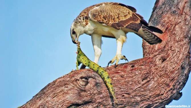 عقاب جنگی باابهت که مار پیتون و تمساح شکار می‌کند!/ عکس