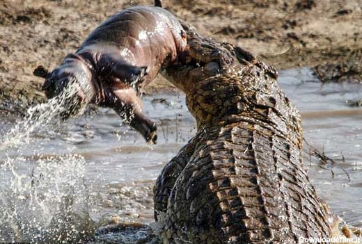 Noandish.com::: شکار اسب آبی توسط تمساح غول آسا (گزارش تصویری)