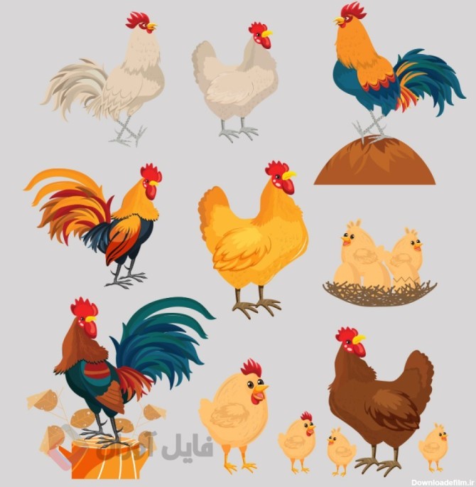 طرح لایه باز حیوانات اهلی مرغ و خروس | کاراکتر حیوانات | فایل آوران