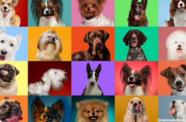 7 گروه‌‌‌‌ اصلی در گروه بندی نژادهای سگ | کدام گروه سگ برای شما ...