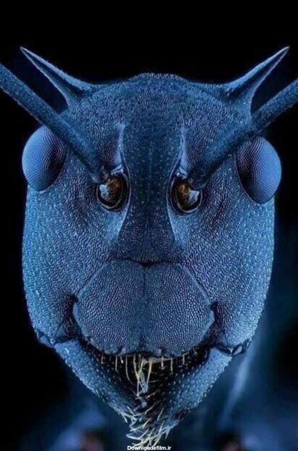 صورت مورچه زیر میکروسکوپ | طرفداری