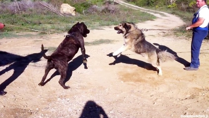 جنگ بین دو سگ وحشی