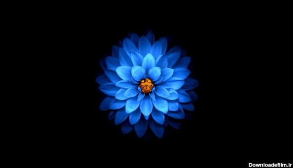 عکس گل آبی برای پس زمینه کامپیوتر بک گراند مشکی و کیفیت بالا