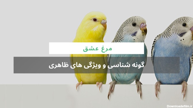 عکس مرغ عشق تازه متولد شده