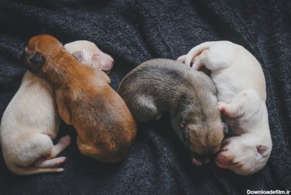 چهار توله سگ نوزاد خوابیده روی پارچه مشکی