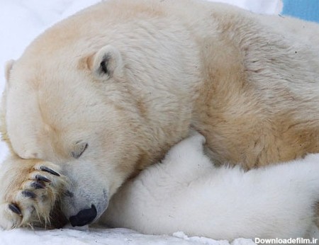 مهر مادری خرس قطبی (عکس)