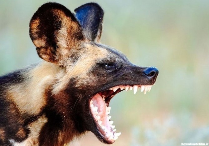فرارو | (ویدیو) انتقام سگ‌های وحشی از پلنگ شکارچی توله آن‌ها