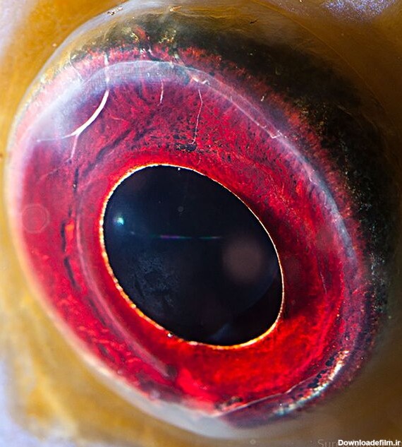 دنیایی زیبا در درون چشمان حیوانات در عکس های سورن مانولیان، عکاس ارمنی
چشم ماهی - اسپوتنیک ایران