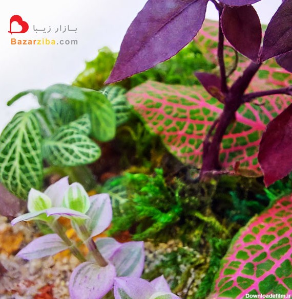 گیاهان مناسب برای تراریوم مرطوب آلترنانترا کالیسیا و گل فیتونیا در شیشه تراریوم مرطوب گیاهی کوچک