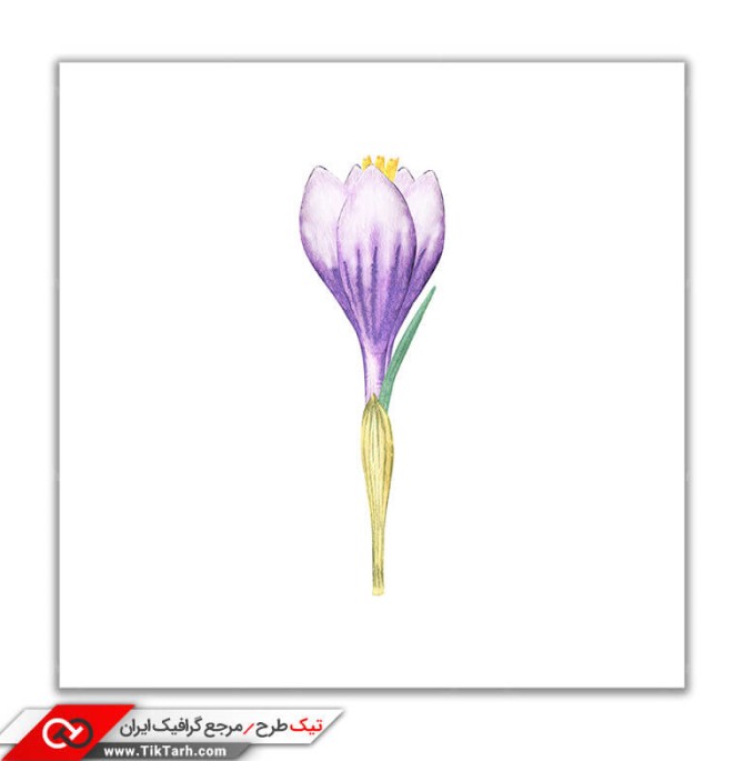 تصویر باکیفیت نقاشی گل زعفران
