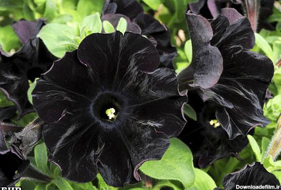 فرارو | تصاویر اولین گل اطلسی سیاه دنیا