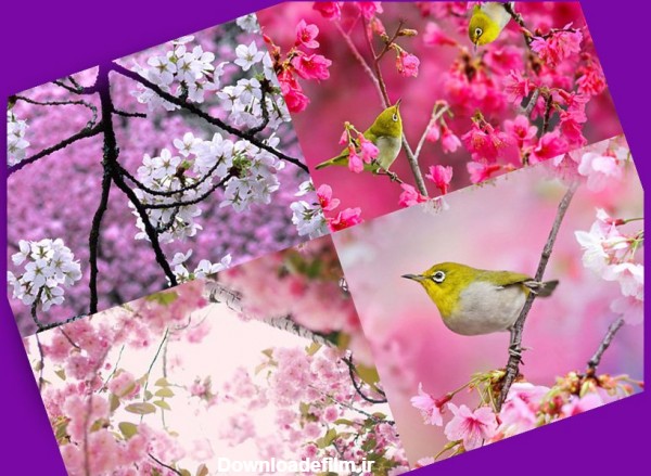عکس هایی از طبیعت فصل بهار و شکوفه درختان و طبیعت سبز بهاری