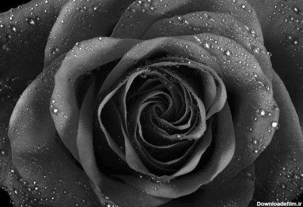 دانلود تصویر عکس سیاه و سفید گل رز با قطرات آب. | نیم آرت