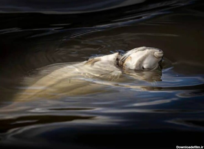تعبیر خواب ماهی مرده در رودخانه