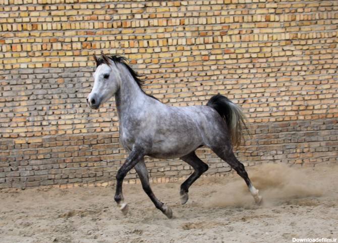 اسب مادیان عرب یک سر خارجی - فروشگاه اسب و لوازم سوارکاری