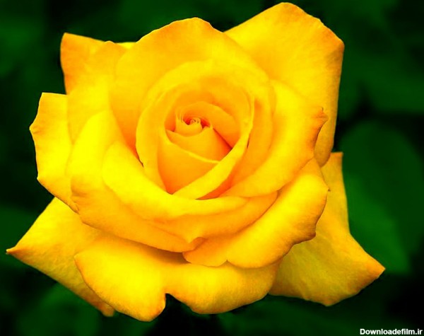 دانلود عکس گل رز زرد زیبا