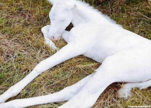 این کره اسب زیبا زال به دنیا آمده - عکس ویسگون