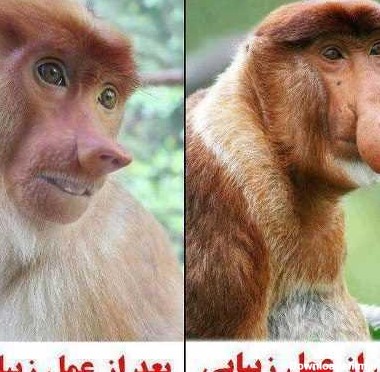 عکسهای طنز میمون