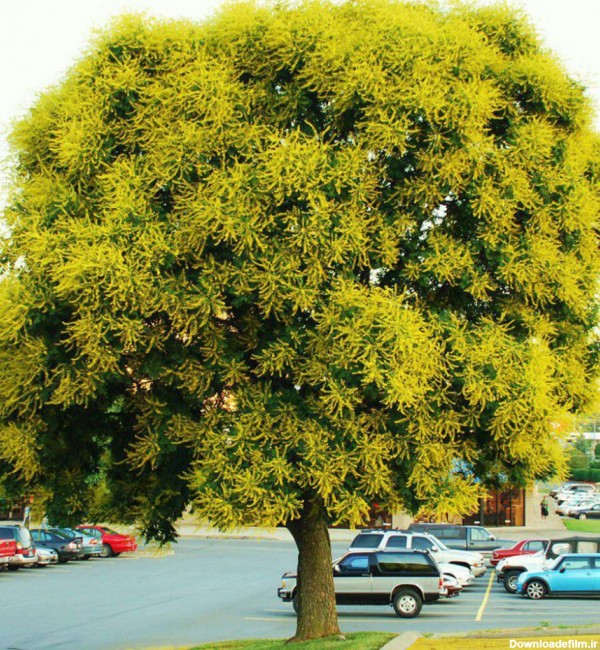 عکس گل باران طلایی