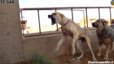 مقایسه دو سگ قدرتمند سرابی و افغان - فیلو