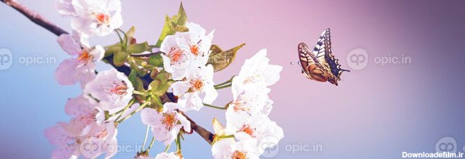 دانلود عکس پروانه و منظره طبیعت زیبا از گل های بهاری | اوپیک