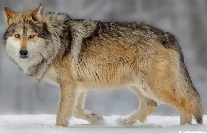 غول‌پیکرترین گرگ جهان، یک شکارچی باشکوه/ عکس - خبرآنلاین