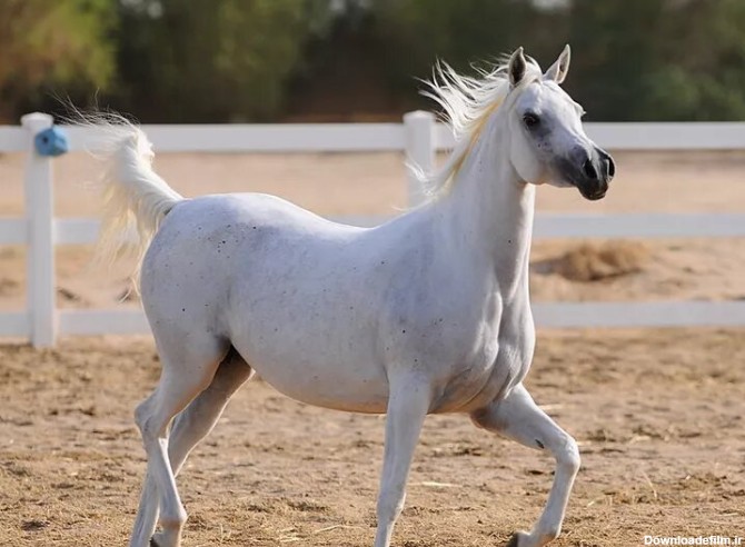 افسانه اسب عرب حقیقت دارد؟/ عکس - خبرآنلاین