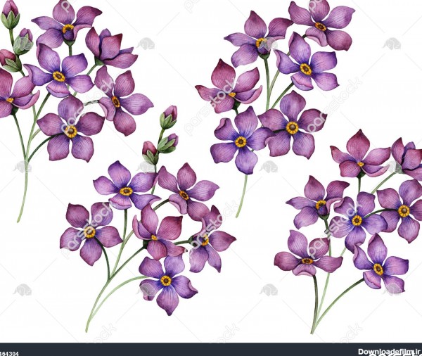 ترکیب گل آبرنگ مجموعه دسته های کوچک تصویر کشیده شده دستی از گلهای ...