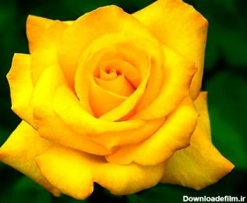 گل رز زرد yellow roze