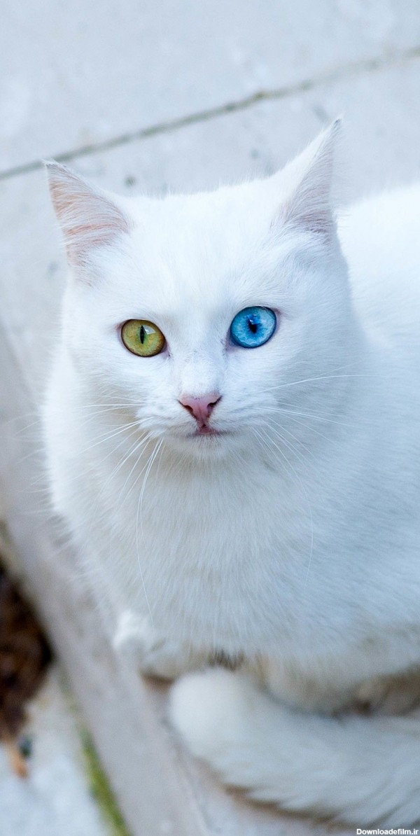 عکس گربه دو چشم رنگی آبی و سبز بامزه و دوست داشتنی برای پروفایل
