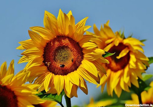 عکس های زیبا از گل های آفتابگردان رویایی در طبیعت
