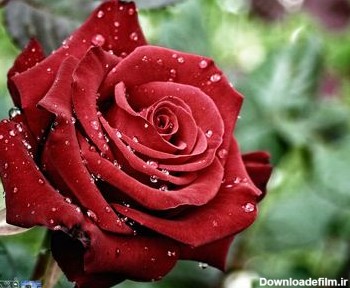 قطرات شبنم روی گل رز سرخ watter drops on rose