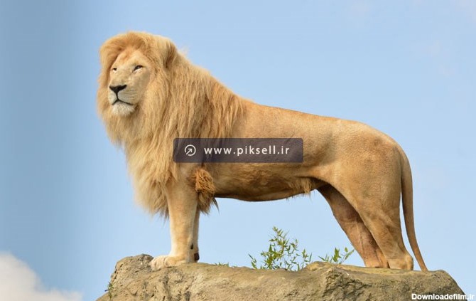 دانلود عکس با کیفیت از شیر جنگل نر در روی صخره