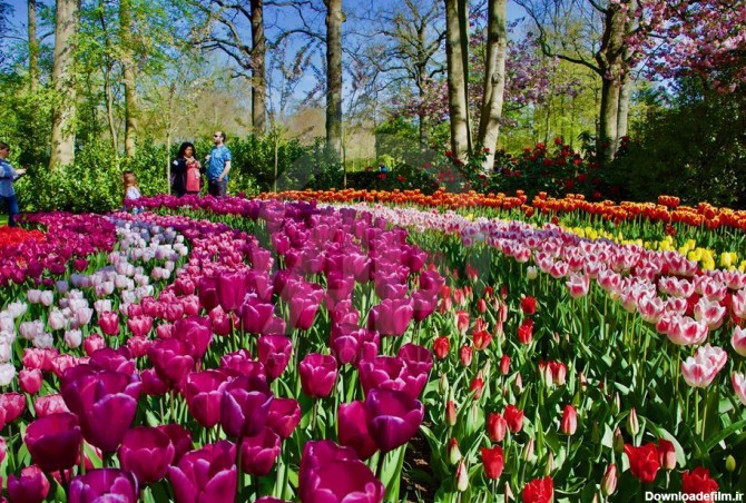 فصل گل لاله در باغ مشهور هلند