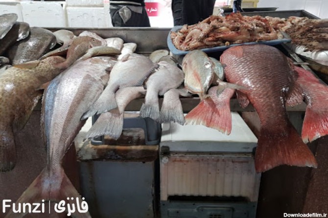 بازار ماهی فروش های کیش | مکانی برای خرید انواع آبزیان تازه و لذیذ ...