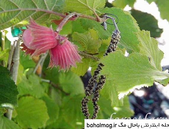 Index of /images/عکس_شکوفه_فندق/