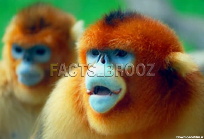 میمون های دماغ سربالای طلایی» که در مرکز و جنوب غربی چین ...