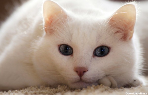 عکس گربه سفید ملوس و گوگولی دوست داشتنی برای زمینه