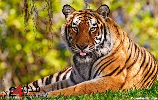۴۰ عکس حیوانات زیبا و بامزه اهلی و وحشی