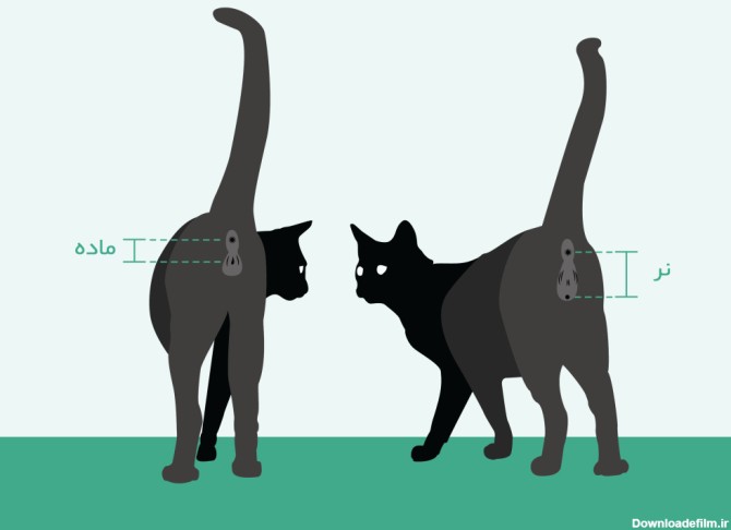 از کجا بفهمیم گربه نر یا ماده : نحوه تشخیص جنسیت بچه گربه