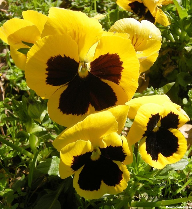 بذر گل بنفشه زرد خالدار - گلس گاردن