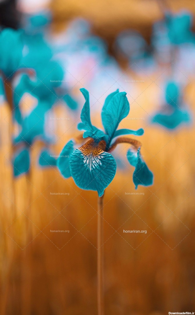 عکس با کیفیت گل زنبق آبی - نمایشگاه هنر ایران
