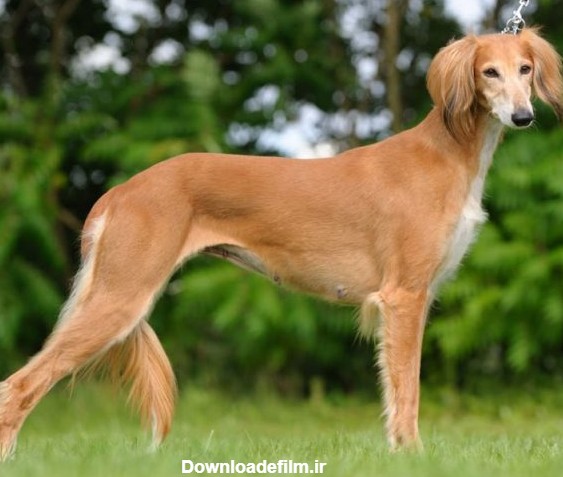 اطلاعات کامل سگ نژاد تازی یا سالوکی (قیمت توله، تغذیه، نگهداری و ...
