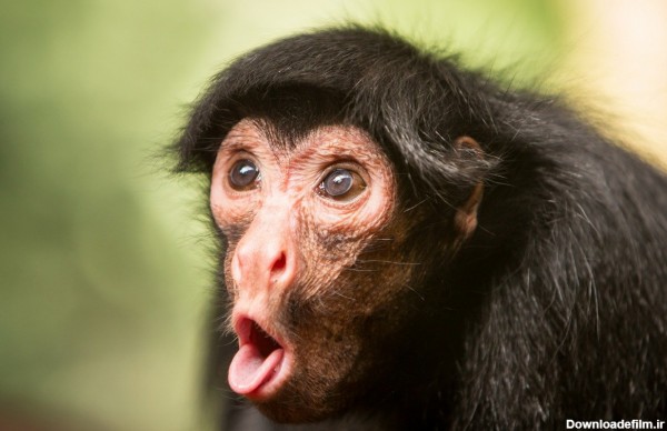 عکس بامزه تعجب میمون monkey surprised pictures