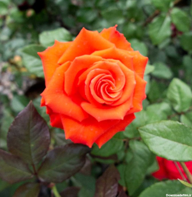 خرید گلدان رز هلندی | فروش عمده و تک بدون واسطه از گلخانه