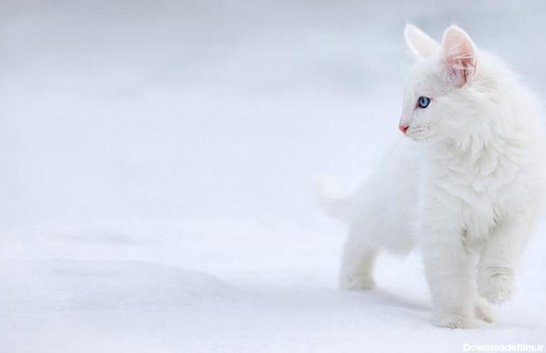 عکس بچه گربه سفید ناز روی برف white kittens با پس زمینه سفید