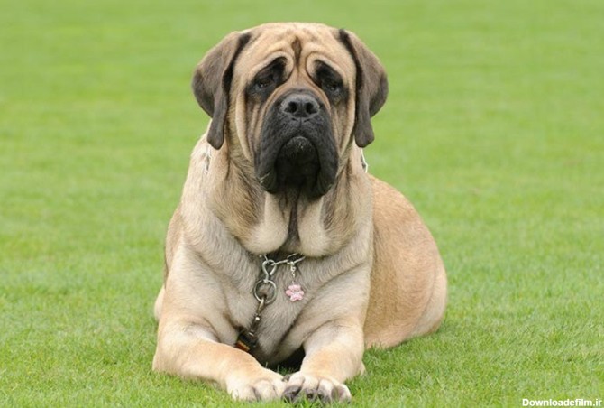 17 نژاد سگ بزرگ جثه در دنیا